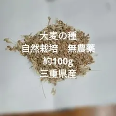 大和当帰の種⭐農薬不使用⭐漢方 大和当帰の種⭐農薬不使用⭐漢方 - メルカリ