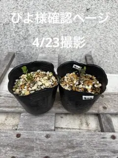 ぴよ様専用ページ