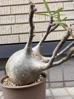 パキポディウム 標本株 6号 開花未確認 実生株 ※他の株は付属しません。 パキポディウム 標本株 6号 開花未確認 実生株 ※他の株は付属しません