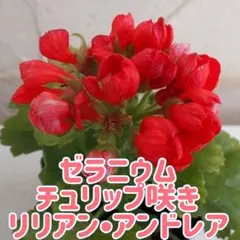 2026年最新】薔薇はつぼみのまま の人気アイテム - メルカリ