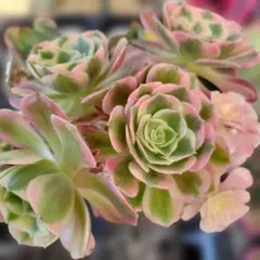 新品種 現物 多肉植物 アエオニウム マイバッハ錦 群生 - メルカリ