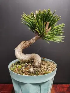 希少・八房黒松】千寿丸 盆栽 樹高16cm×横幅20cm 鉢付き - メルカリ