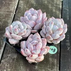 チョコ様 リクエスト 4点 まとめ商品