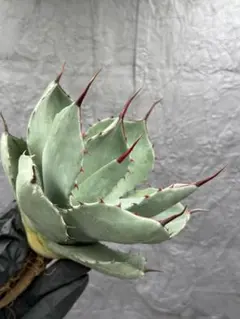 2026年最新】大株 アガベの人気アイテム - メルカリ