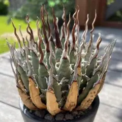 2025年最新】エボリスピナ 陽炎の人気アイテム - メルカリ