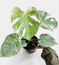 Monstera Legacy モンステラ レガシー 斑入り - メルカリ