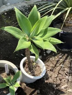 アガベ アテナータ 観葉植物のサムネイル