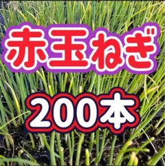 2025年最新】玉ねぎ 苗 赤の人気アイテム - メルカリ
