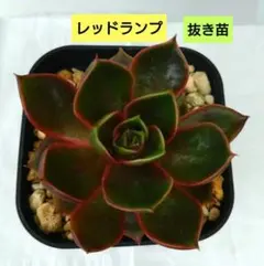 2026年最新】多肉 抜き苗 セットの人気アイテム - メルカリ