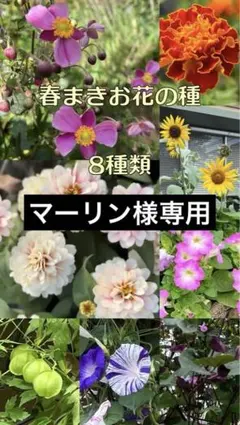 春まきお花の種　8種類セット（お）とジニア