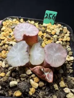85a 多肉植物 ハオルチア　実生コレクタ　自家繁殖　鉢植え発送 26g 多肉植物 ハオルチア 実生コレクタ錦 自家繁殖 鉢植え発送 - メルカリ