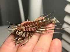 2026年最新】ムカデ 標本の人気アイテム - メルカリ
