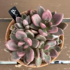 多肉植物 ルビードナ錦♡抜き苗 | Mercari