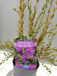 mika様 リクエスト 5点 まとめ商品