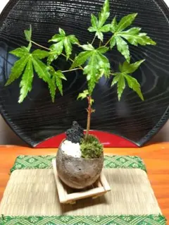 イロハモミジ ハイゴケ 小品盆栽 もみじ ヤマモミジ 心癒す我が家の