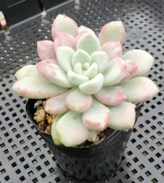 KIKIRAKI様 リクエスト 3点 まとめ商品