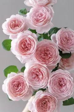 4️⃣ピンク系　強健　香り良い　バラ苗　バラ挿し木苗