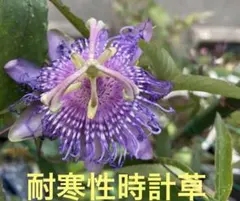 時計草苗　宿根草❤️バッシフローラインセンス　1苗 ❤️①大き目のサムネイル