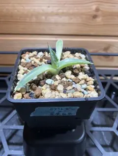 2026年最新】アガベ台湾の人気アイテム - メルカリ