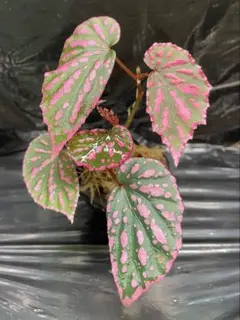 pスケ様 リクエスト 2点 まとめ商品