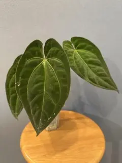 アンスリウムペンデュリフォリウムAnthurium pendulifolium - メルカリ