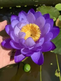 睡蓮の苗1個(Nymphaea Evolet ) - メルカリ