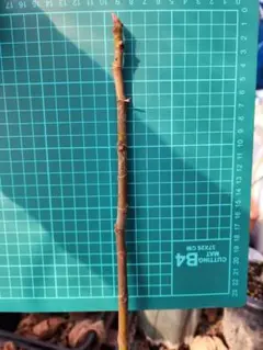 ジャスミン様 リクエスト 2点 まとめ商品