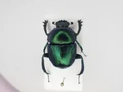 メキシコの糞虫2頭セット 標本 糞虫 昆虫 - メルカリ