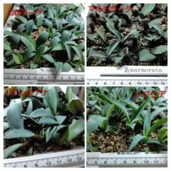 ♡♡misachan♡♡様 リクエスト 2点 まとめ商品＋レッドキャット