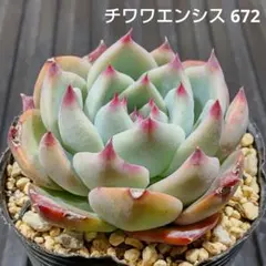チワワエンシス 672 エケベリア 多肉植物 抜き苗