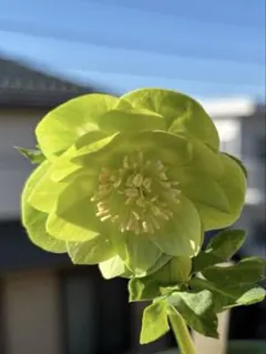 2026年最新】曽田園芸の人気アイテム - メルカリ