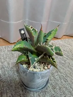 アガベ 地植え ※千葉県引き取り限定 - メルカリ