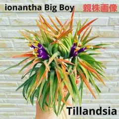 トゥーン様 リクエスト 2点 まとめ商品