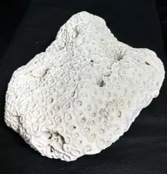 2026年最新】サンゴ 化石の人気アイテム - メルカリ