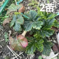 カジイチゴ抜き苗　小さめ2本　④