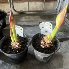 アマリリス　ピコティ　2鉢のサムネイル