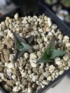 美耶子様 リクエスト 6点 まとめ商品 まとめてで15%OFF