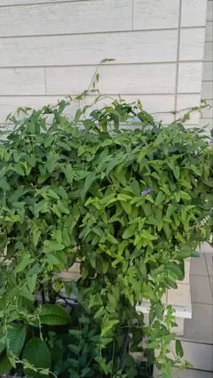 진달래 (잎과 줄기만, 뿌리는 없음)