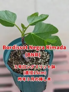 2026年最新】BORD negraの人気アイテム - メルカリ