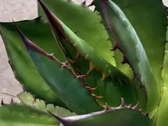 jack.ttt様 リクエスト 2点 まとめ商品