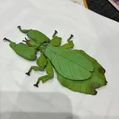 2026年最新】コノハムシの人気アイテム - メルカリ