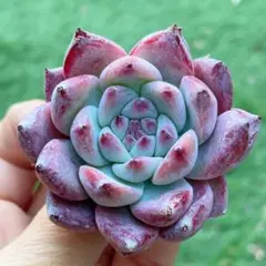 三色団子様 リクエスト 2点 まとめ商品