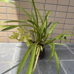 シンビジュウム　蘭　無農薬栽培（根付き）のサムネイル