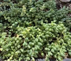 ☆多肉植物☆ エンジェルティアーズ カット苗 - メルカリ