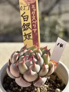 あー太郎様 リクエスト 4点 まとめ商品