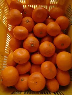 せとか 訳あり2kg 愛媛県産 ※北海道、東北、沖縄への発送不可のサムネイル