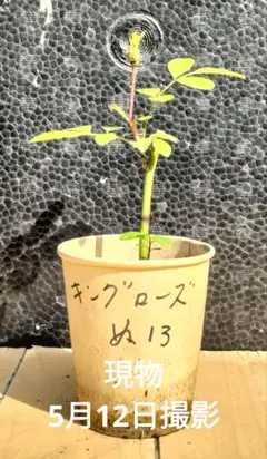 薔薇 キングローズ つるバラ 2025年分 挿し木 根付き・抜き苗 2苗