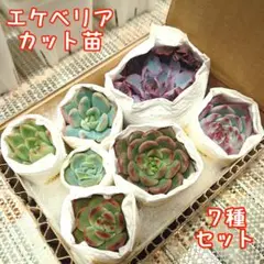 2025年最新】カット苗 多肉の人気アイテム - メルカリ
