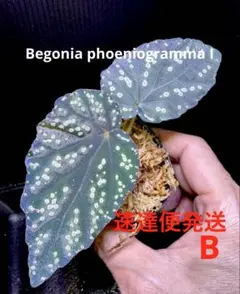 Begonia phoeniogramma I ❣️青 ベゴニア 原種 A - メルカリ