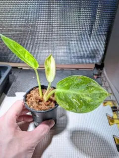 2026年最新】フィロデンドロン 斑入りの人気アイテム - メルカリ